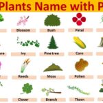 150+ plant names for boys