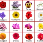Flower Names