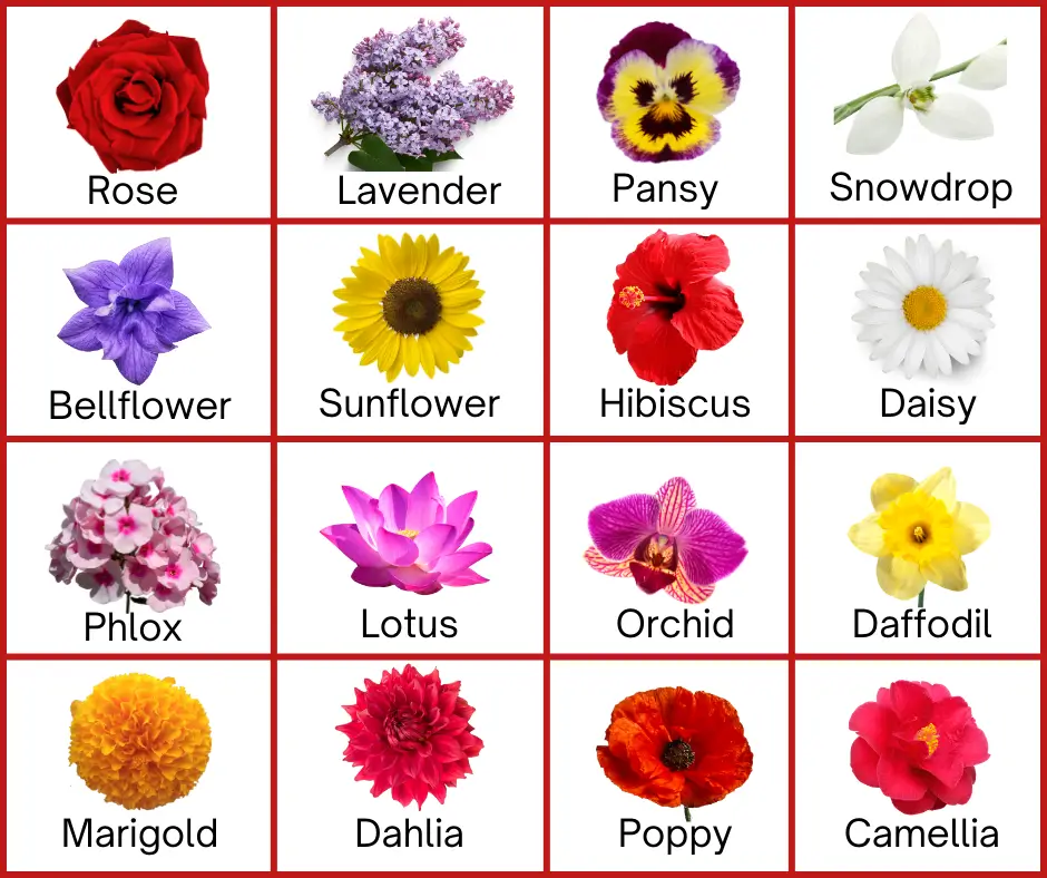 Flower Names