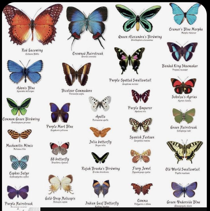 299 + Butterfly Names