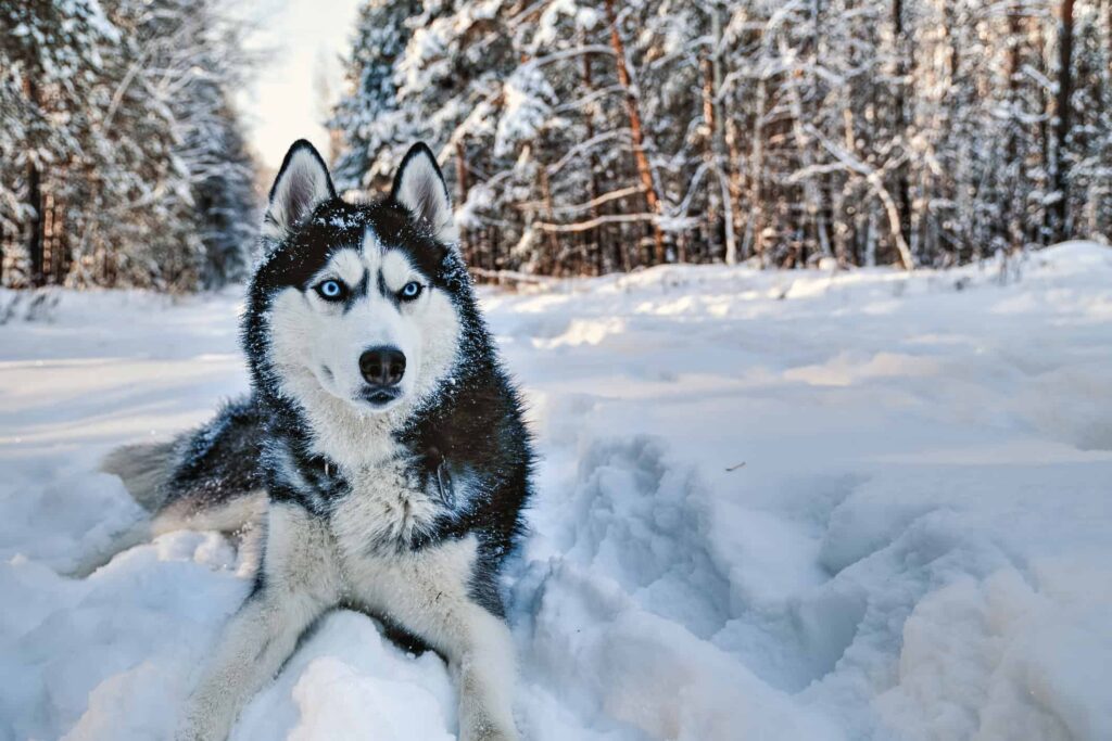 200+ Male Dog Names