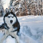 200+ Male Dog Names