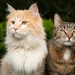 280+ Cat Names